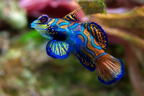 The 28 Best Saltwater Fish for Beginners .